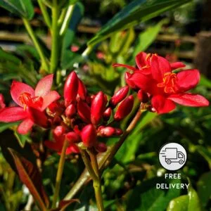 Jatropha Live Flower Plant (Duttapriya Plant)