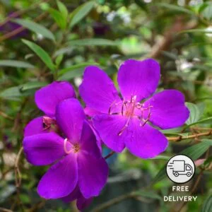 Begum Bahar Flower Plant (Tibouchina Semidecandra)