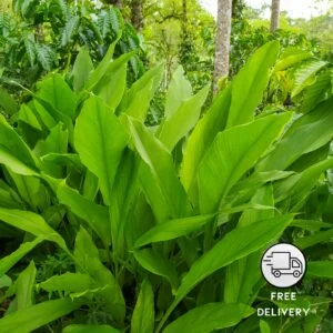 Turmeric/Haldi Live Plant (Curcuma longa)