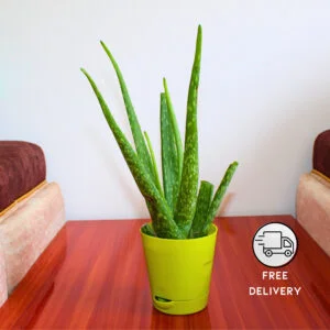 Live Aloe Vera Medicinal Succulent Plant - With Self Watering Pot