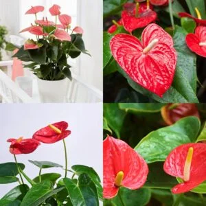 Anthurium flower seeds