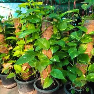 Money Plant