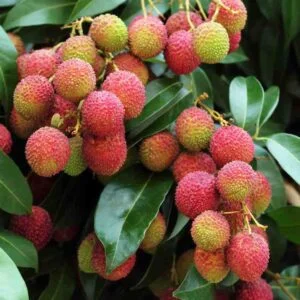 Litchi Plant Live