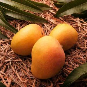 Alphonso/Hapus/Ratnagiri Mango Plant
