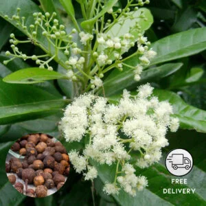 All Spice Plant Live