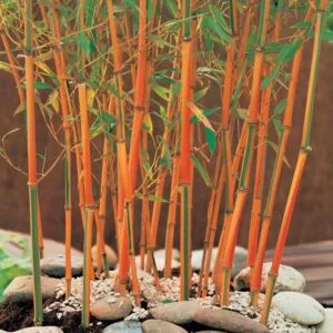 Golden Bamboo Plant Seeds