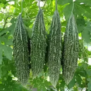 Bitter gourd seeds
