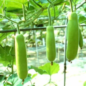 Bottle gourd seeds