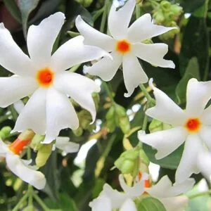 Night flowering jasmine seeds