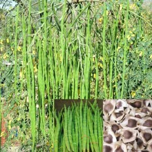 Drumstick Seeds ODC
