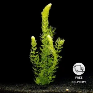Hornwort Plant Live (Ceratophyllum demersum)