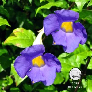 Clock Vine Flower Plant