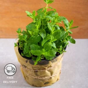 Common Mint Plant, Pudina Plant (Mentha)
