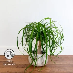 Ponytail palm Plant, Elephant's Foot Plant (Beaucarnea recurvata)