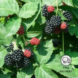 Blackberry Fruit Plant