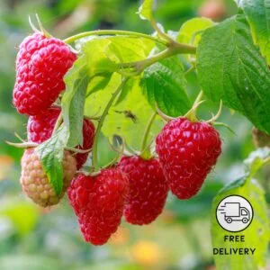 Raspberry Live Fruit Plant