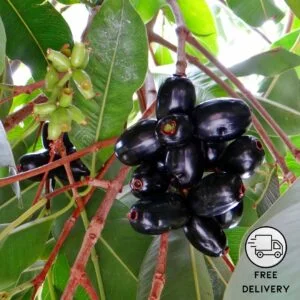 Jamun Plant, Syzygium cumini Plant
