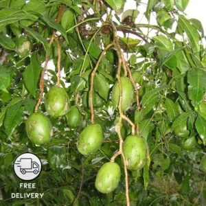 Hog Plum Live Fruit Plant (Amra, Spondias mombin)