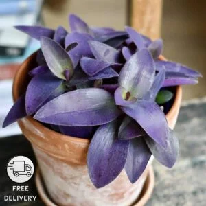 Purple Heart Plant, Tradescantia Pallida Queen Plant