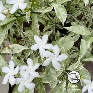 Pinwheel Jasmine Variegated Flower Plant (Tagar)