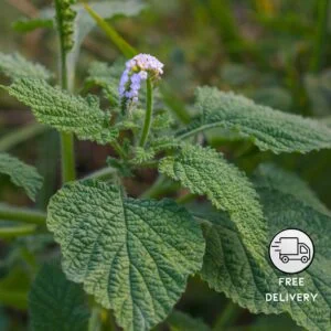 Hastisur Plant, Scorpion Tail Plant or Indian Turnsole (Heliotropium Indicum)