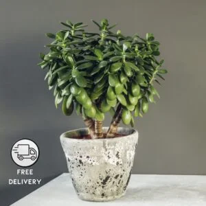 Mini Cute Jade Plant, Crassula ovata