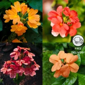 Crossandra Flower Plant