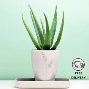 Aloe Vera Live Plant, Succulent Plant