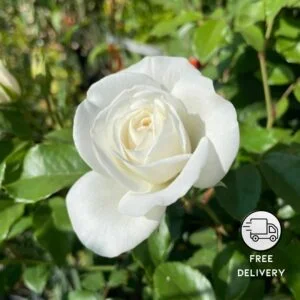 White Rose Flower Plant, Gulab