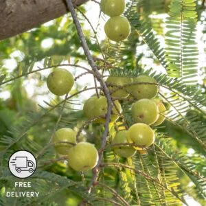Amla Tree, Indian Gooseberry Plant, Amla Tree, Amloki