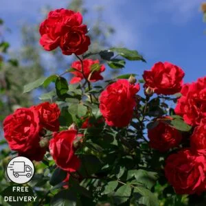 Red Rose Flower Plant Live